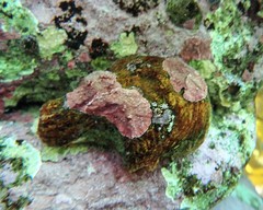 Cnemidocarpa
