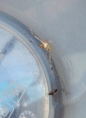 Thwaitesia margaritifera