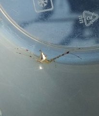 Thwaitesia margaritifera