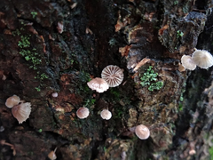Mycena supina