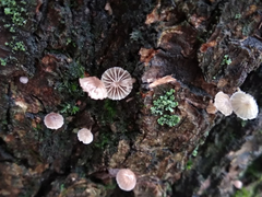 Mycena supina