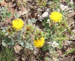 Berkheya heterophylla radiata
