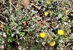 Berkheya heterophylla radiata