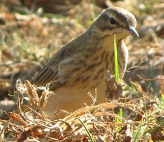 Anthus nicholsoni