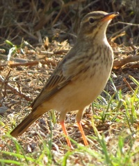 Anthus nicholsoni