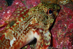 Bovichtus angustifrons