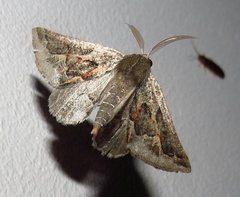 Drepanogynis intricata