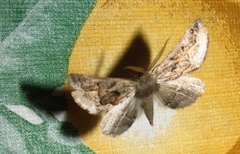 Drepanogynis intricata