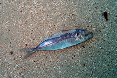 Trachurus