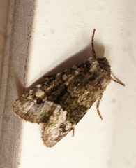 Lacinipolia olivacea