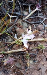 Dianthus albens