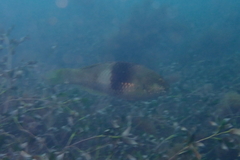Notolabrus tetricus