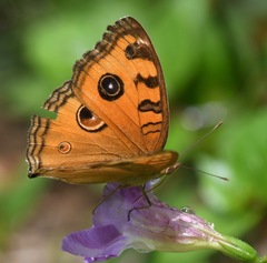 Junonia almana javana
