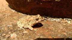 Sclerophrys gutturalis