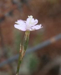 Dianthus albens