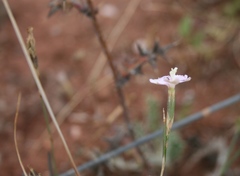 Dianthus albens
