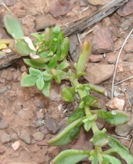 Mesembryanthemum paulum