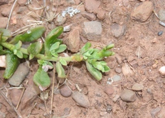 Mesembryanthemum paulum