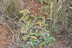 Berkheya heterophylla