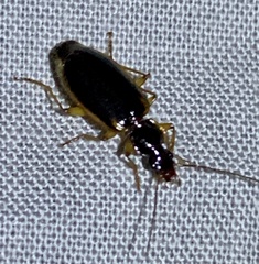 Cymindis limbata