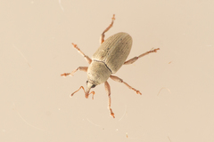 Tychius squamulatus