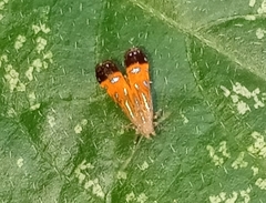 Tricyanaula aurantiaca