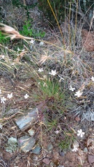 Dianthus albens