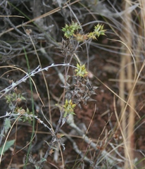 Berkheya heterophylla