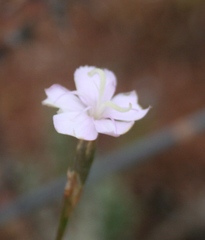 Dianthus albens