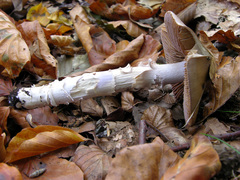 Cortinarius livido-ochraceus