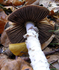 Cortinarius livido-ochraceus