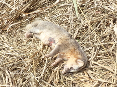Melogale subaurantiaca