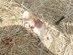 Melogale subaurantiaca