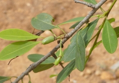 Erythroxylum monogynum