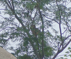Bubo bengalensis
