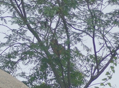 Bubo bengalensis
