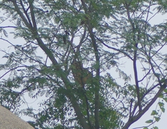 Bubo bengalensis