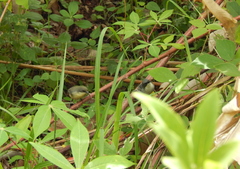 Microspingus cinereus