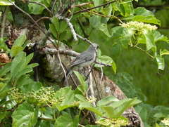 Microspingus cinereus