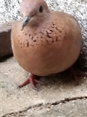 Streptopelia senegalensis