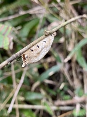 Euthrix albomaculata