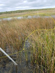 Eleocharis cellulosa