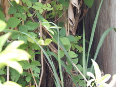 Microspingus cinereus