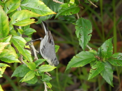 Microspingus cinereus