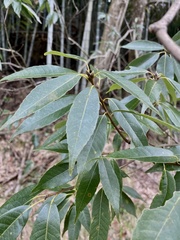 Quercus myrsinifolia