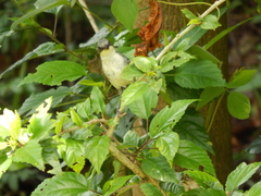 Microspingus cinereus