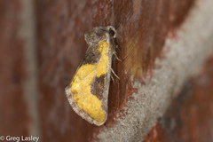 Chalcopasta fulgens