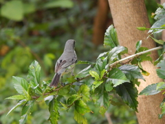 Microspingus cinereus