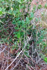 Carissa bispinosa