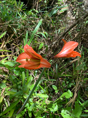 Hippeastrum glaucescens